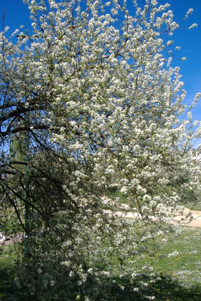 Toute vêtue de blanc