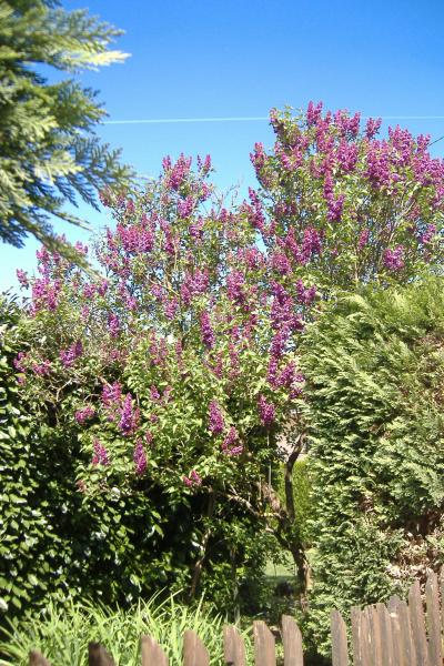 un jardin feuri
