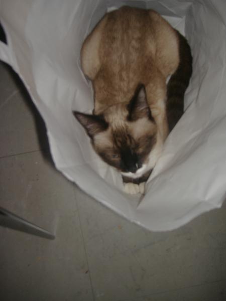 quand tigresse veux manger macdo