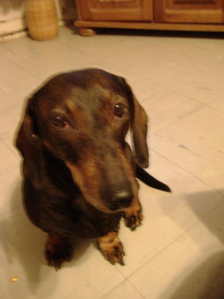 Mon chien fidèle
